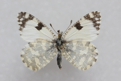 Euchloe crameri