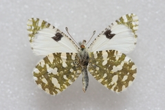 Euchloe crameri