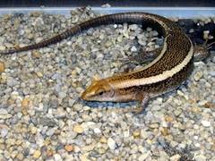 Zonosaurus laticaudatus