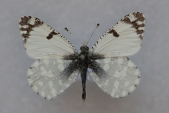 Euchloe crameri