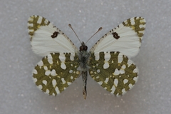 Euchloe crameri