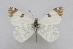 Euchloe crameri