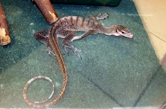 Varanus jobiensis