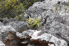 Aloe arborescens