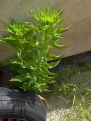 Oenothera chicaginensis