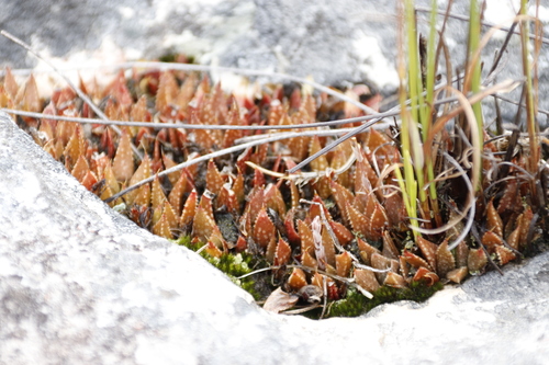 Haworthia variegata