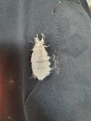 Iropoca rotundata