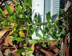 Persoonia acuminata