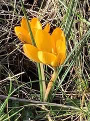 Crocus chrysanthus