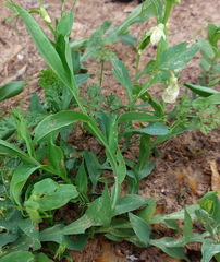 Lathyrus ochrus