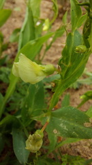 Lathyrus ochrus