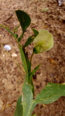 Lathyrus ochrus