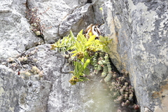 Teedia lucida
