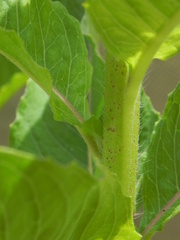 Oenothera chicaginensis