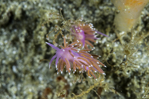 Edmundsella pedata