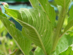 Oenothera chicaginensis