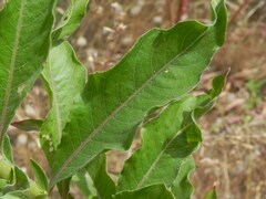 Oenothera chicaginensis