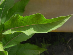 Oenothera chicaginensis