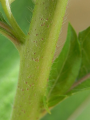 Oenothera chicaginensis
