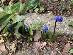 Scilla