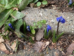 Scilla