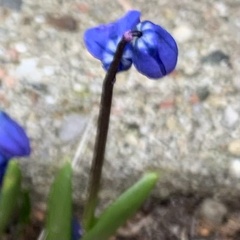 Scilla