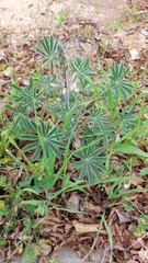 Lupinus palaestinus