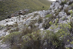 Adenandra gummifera