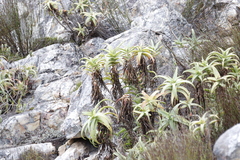 Aloe arborescens