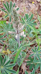 Lupinus palaestinus