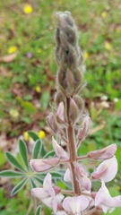 Lupinus palaestinus