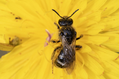 Lasioglossum leucozonium