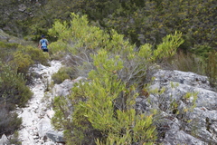 Dodonaea viscosa angustifolia
