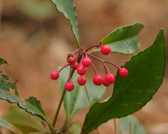 Ardisia crenata