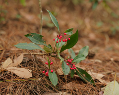 Ardisia crenata