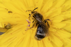 Lasioglossum leucozonium