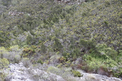 Widdringtonia nodiflora