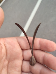 Gyrocarpus americanus