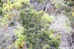 Widdringtonia nodiflora