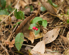 Ardisia pusilla