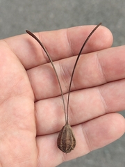 Gyrocarpus americanus