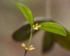 Alyxia sinensis