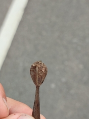 Gyrocarpus americanus