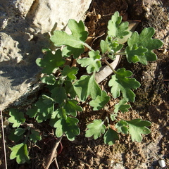 Artemisia princeps