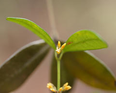 Alyxia sinensis
