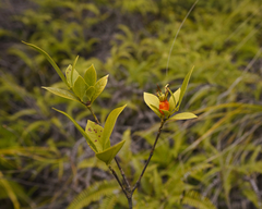 Gardenia jasminoides