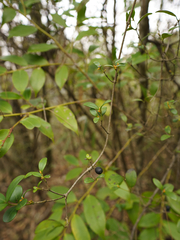 Alyxia sinensis
