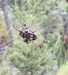 Widdringtonia nodiflora