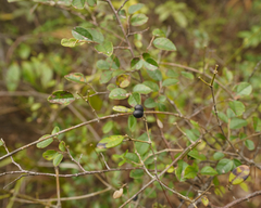 Alyxia sinensis