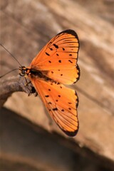 Acraea oncaea